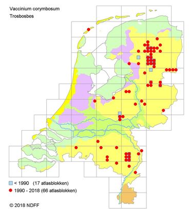 Verspreiding van Trosbosbes