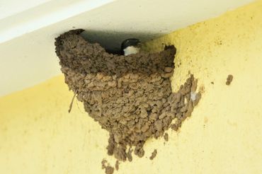 Nest van een huiszwaluw in aanbouw