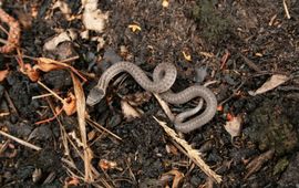De eerste jonge gladde slang van 2010 gevonden in de Kempen te Brabant