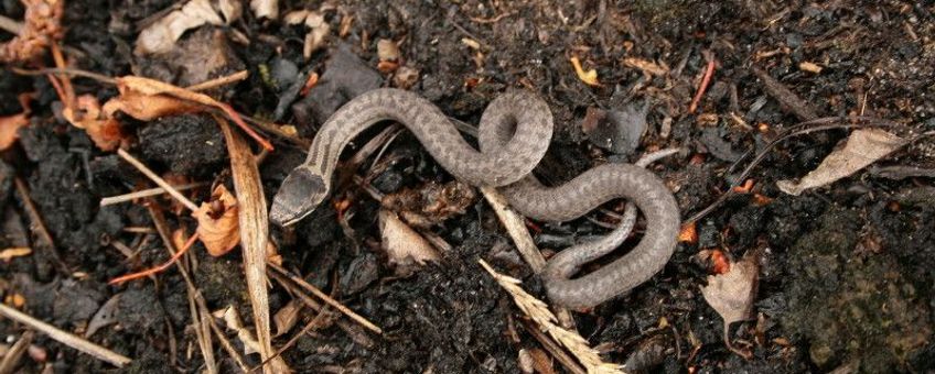 De eerste jonge gladde slang van 2010 gevonden in de Kempen te Brabant