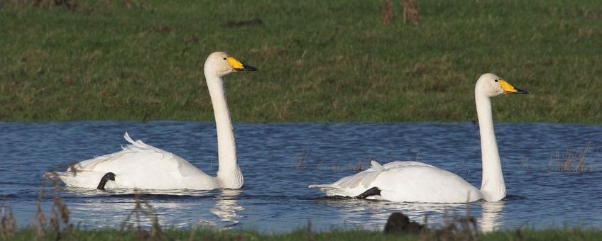 Wilde zwaan