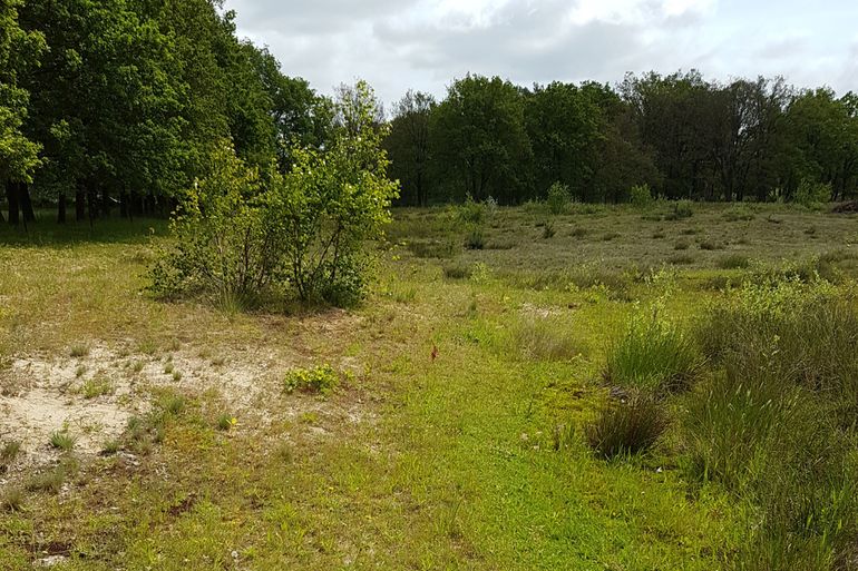 Droge, schrale grasvegetatie in de Plateaux, Valkenswaard, aangewezen als N07.01 droge heide