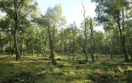 Door storm en ouderdom is een open plek in het berkenbos ontstaan