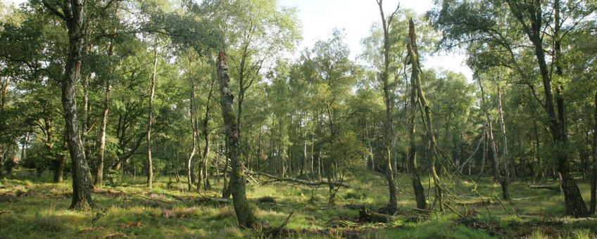 Door storm en ouderdom is een open plek in het berkenbos ontstaan