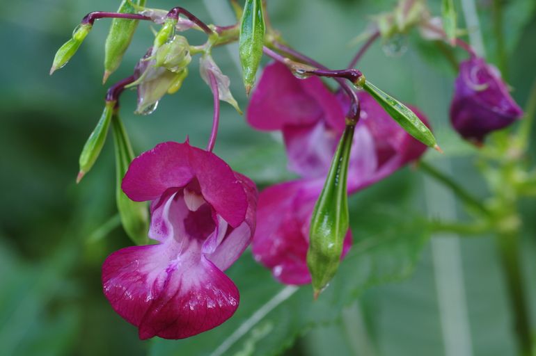 Bloem en vrucht van Reuzenbalsemien