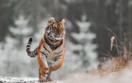 Rennende amoertijger in sneeuw