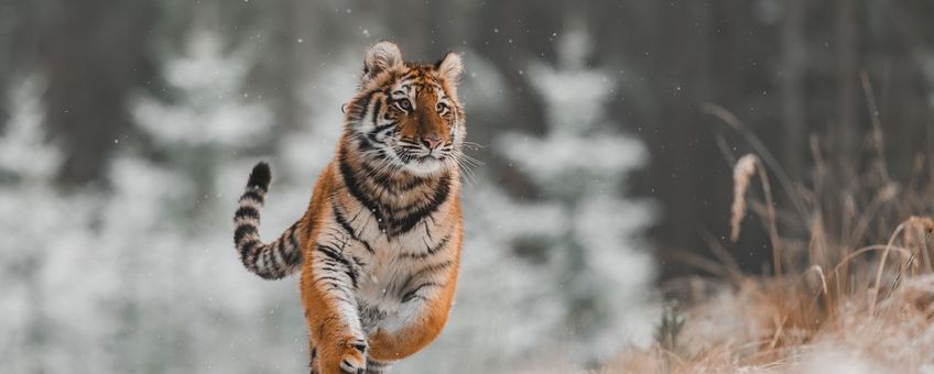 Rennende amoertijger in sneeuw