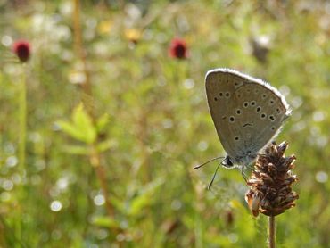 Pimpernelblauwtje komt nu alleen maar in de Moerputten voor. Door Blues in the Marshes wordt het leefgebied vergroot