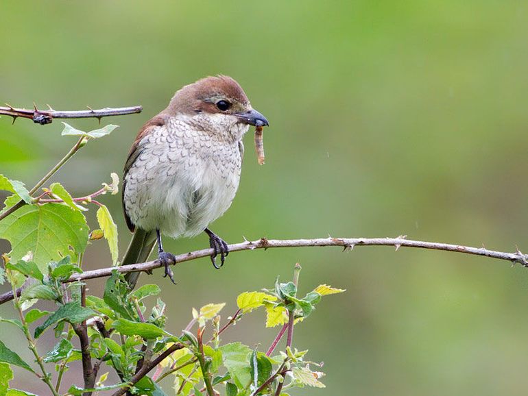 De grauwe klauwier is een soort die profiteert van de combinatie van natuurgebieden en landelijk gebied