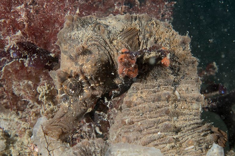 De rode vlekken op de kop van dit zeepaardje zijn kolonies van de Slingerzakpijp Botrylloides violaceus die zich op de leerachtige huid hebben gevestigd. Dit is een bijzondere en wellicht zelfs eerste waarneming van deze symbiose