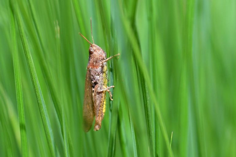 De bruine sprinkhaan wordt ook wel ‘tandradje’ genoemd, omdat de elkaar afwisselende zang van verschillende mannetjes als een tandwiel in elkaar grijpt