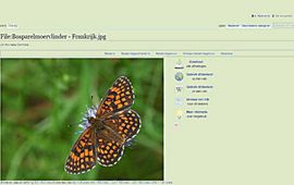 Wikipedia primair wiki