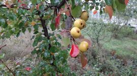 Wilde peer,  Pyrus pyraster: 4 rijpe vruchten eind september