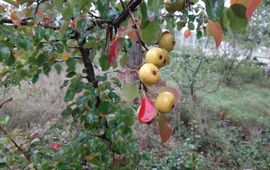 Ruud Beringen, via Verspreidingsatlas.nl Wilde peer, Pyrus pyraster: 4 rijpe vruchten eind september