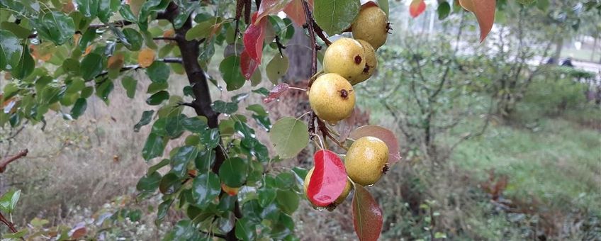 Wilde peer, Pyrus pyraster: 4 rijpe vruchten eind september
