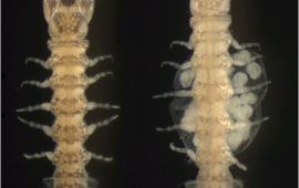 Sinelobus vanhaareni, mannetje (links) en vrouwtje (rechts)