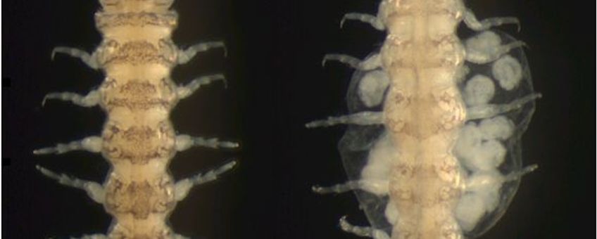 Sinelobus vanhaareni, mannetje (links) en vrouwtje (rechts)