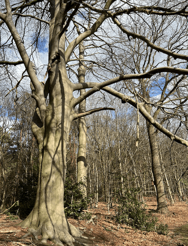 We hebben hier ook prachtige monumentale bomen staan