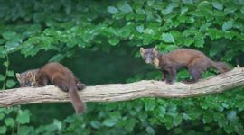 Twee jonge boommarters