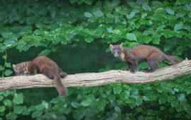 Twee jonge boommarters