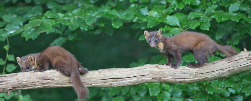 Twee jonge boommarters