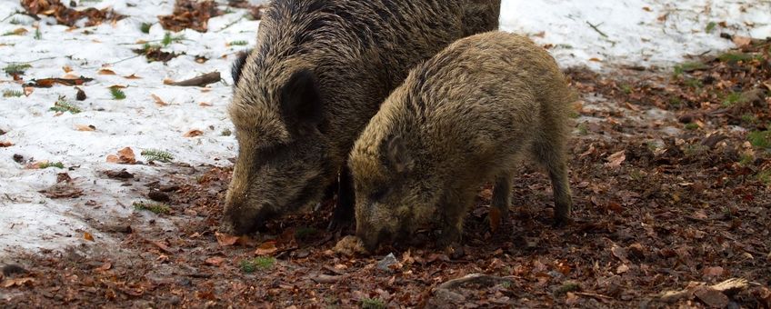 Sus scrofa. Wild zwijn