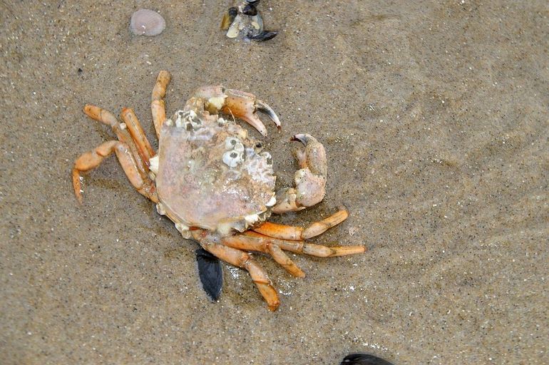 De strandkrab vervelt ieder jaar