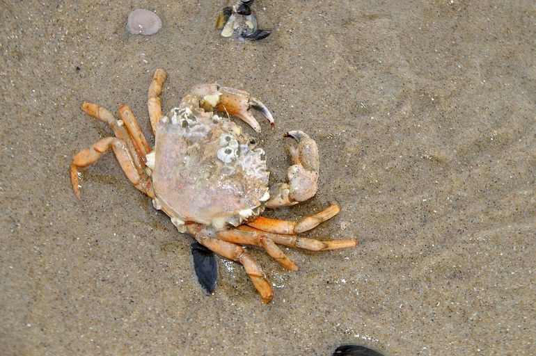 Strandkrab op het strand