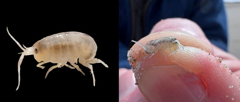 Strandvlooien. Supernuttig, bijten niet, springen wél. Links: Gewone strandvlo (Talitrus saltator). Rechts: Witoog-strandvlo (Talorchestia brito) aangetroffen tijdens een uittest-excursie bij Kwade Hoek op 14 juni 2024, samen met andere strandvlooien, kevers en wiervliegen