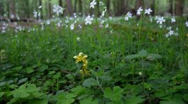 Flora eikenhaagbeukenbos