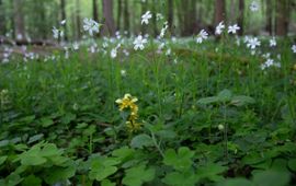 Flora eikenhaagbeukenbos