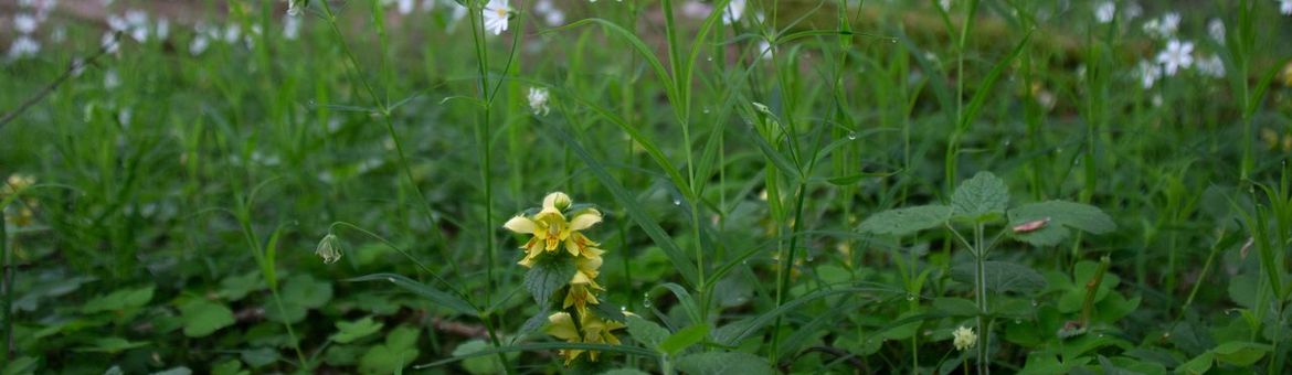 Flora eikenhaagbeukenbos