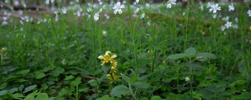 Flora eikenhaagbeukenbos