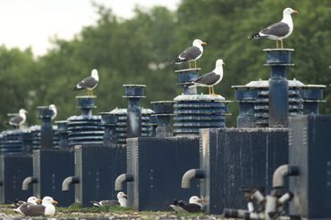 Kleine mantelmeeuwen die op een dak broeden doen dat het liefst tegen schoorstenen, airco's of op andere beschutte plekken