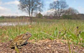 knoflookpad leefgebied Hatertse Vennen