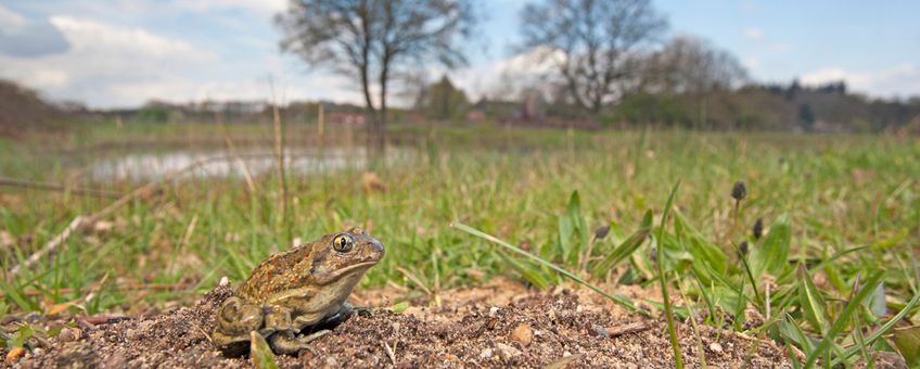 knoflookpad leefgebied Hatertse Vennen