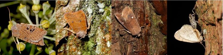 Enkele nachtvlinders die nu, in december, nog te zien zijn, v.l.n.r. zwartvlekwinteruil, bosbesuil, wachtervlinder & kleine wintervlinder