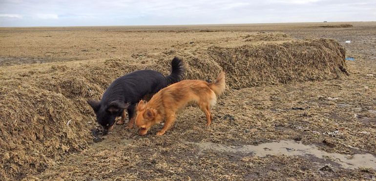 Massa-aanspoeling van Harig mosdiertje op Ameland. De honden laten duidelijk zien hoe hoog de kliffen van aangespoelde kolonies zijn