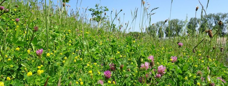 Door aangepast beheer worden bermen veel bloemrijker: kleuriger