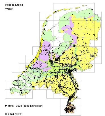 Verspreiding van Wouw tussen 1945 en 2024