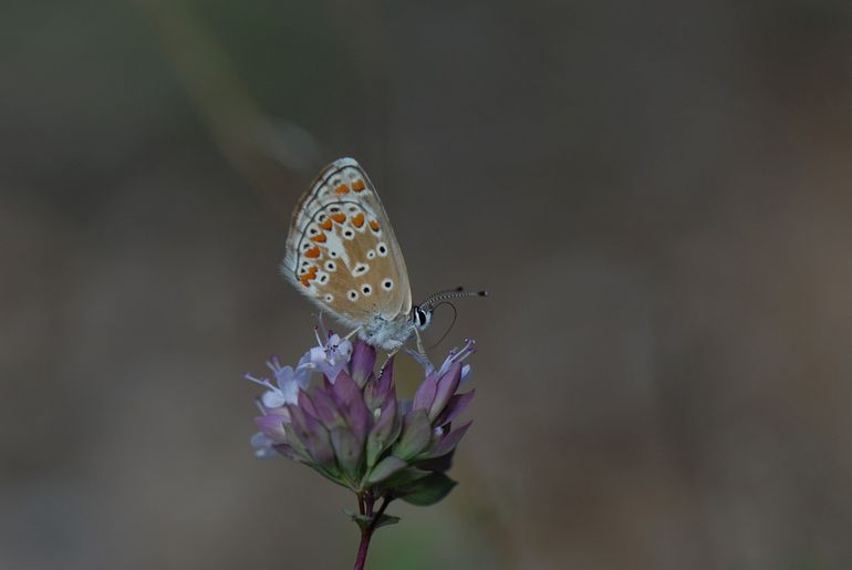 Bruin blauwtje