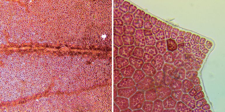 Nadere detailopnames van de celstructuur van Kroeswier (Erythroglossum laciniatum) om het verschil met Teer pomponwier aan te geven. Links: de duidelijk veel bredere nerven, die bij Kroeswier naar de bladrand toe vervagen. Dit in tegenstelling tot bij Teer pomponwier. Kroeswier heeft bovendien fraaie bladrandstekels (rechterfoto) en is bij oudere delen zes cellagen dik