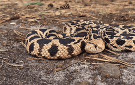 Een Pituophis die in 2018 in Vallei Meijendel is gevangen.