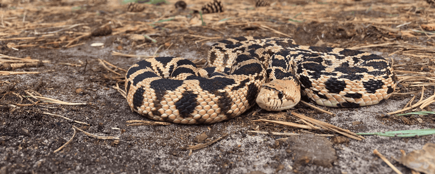 Een Pituophis die in 2018 in Vallei Meijendel is gevangen.