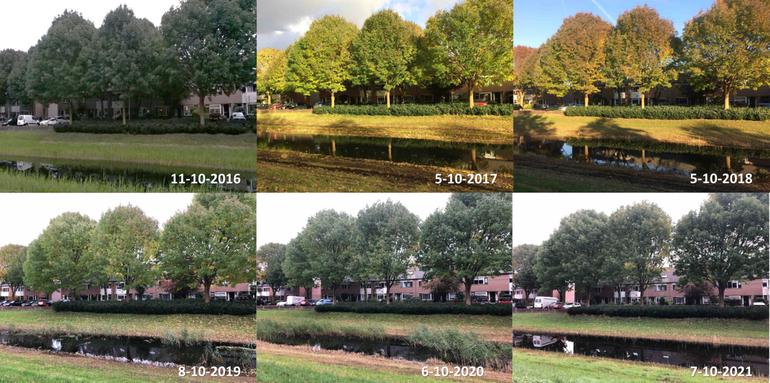 Difference in degree of leaf colouring of various Ash trees in Ede around the beginning of October in the years 2016 to 2021