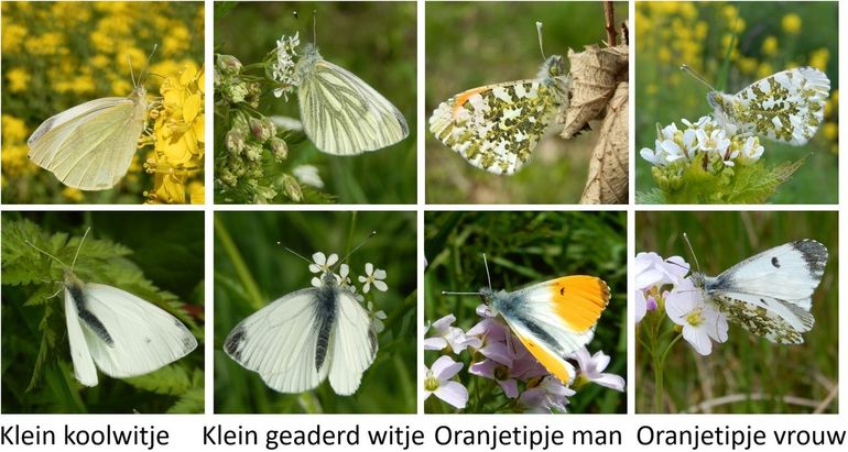 Klein koolwitje, klein geaderd witje en oranjetipje. Onder- en bovenzijde afgebeeld