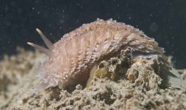 Grote vlokslakken worden maximaal twaalf centimeter lang, jonkies die vorige zomer uit het ei kwamen zijn nu een centimeter of vijf