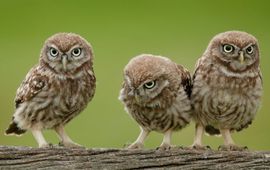Shutterstock Steenuil jongen