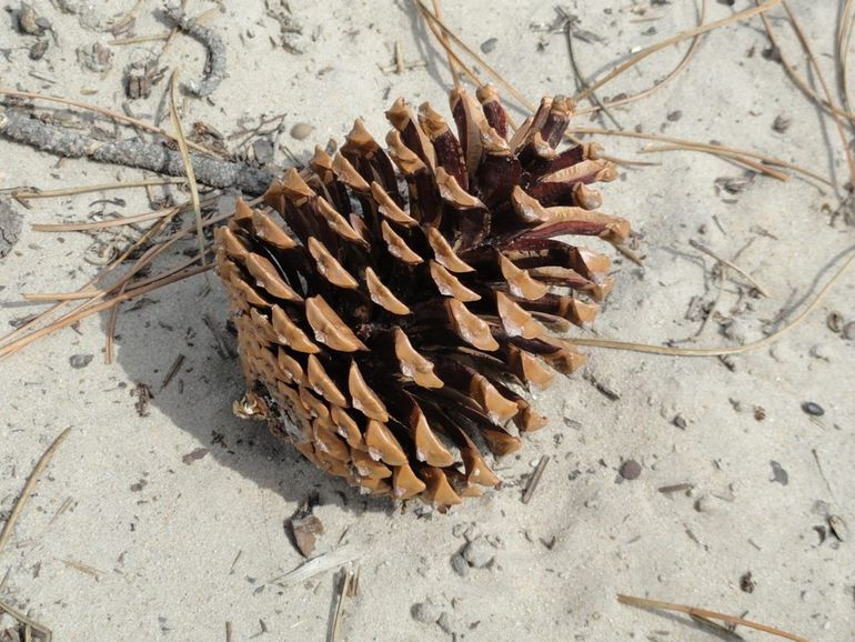 Dennenappel van een zeeden, zo’n twintig centimeter groot