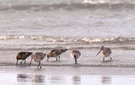 Limosa lapponica. Rosse grutto